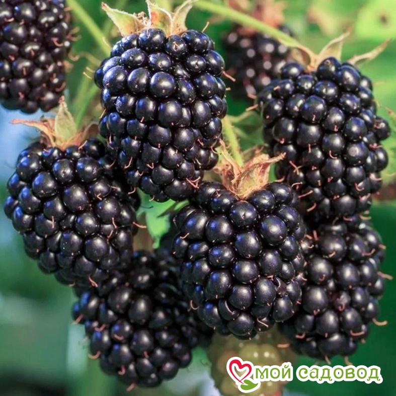 Ежевика "Блэк Сатин"