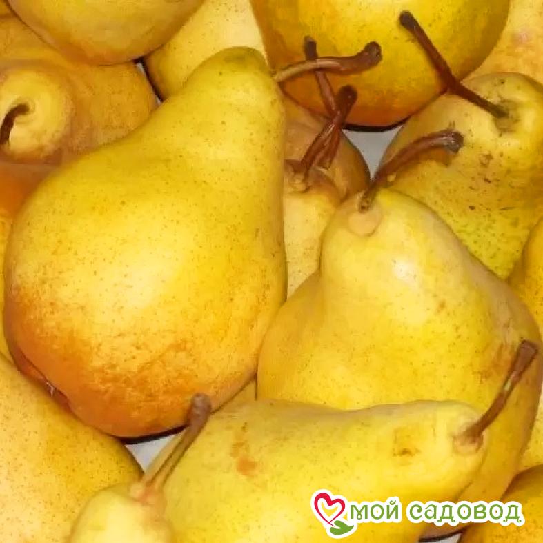 Груша Карамельная Осенняя