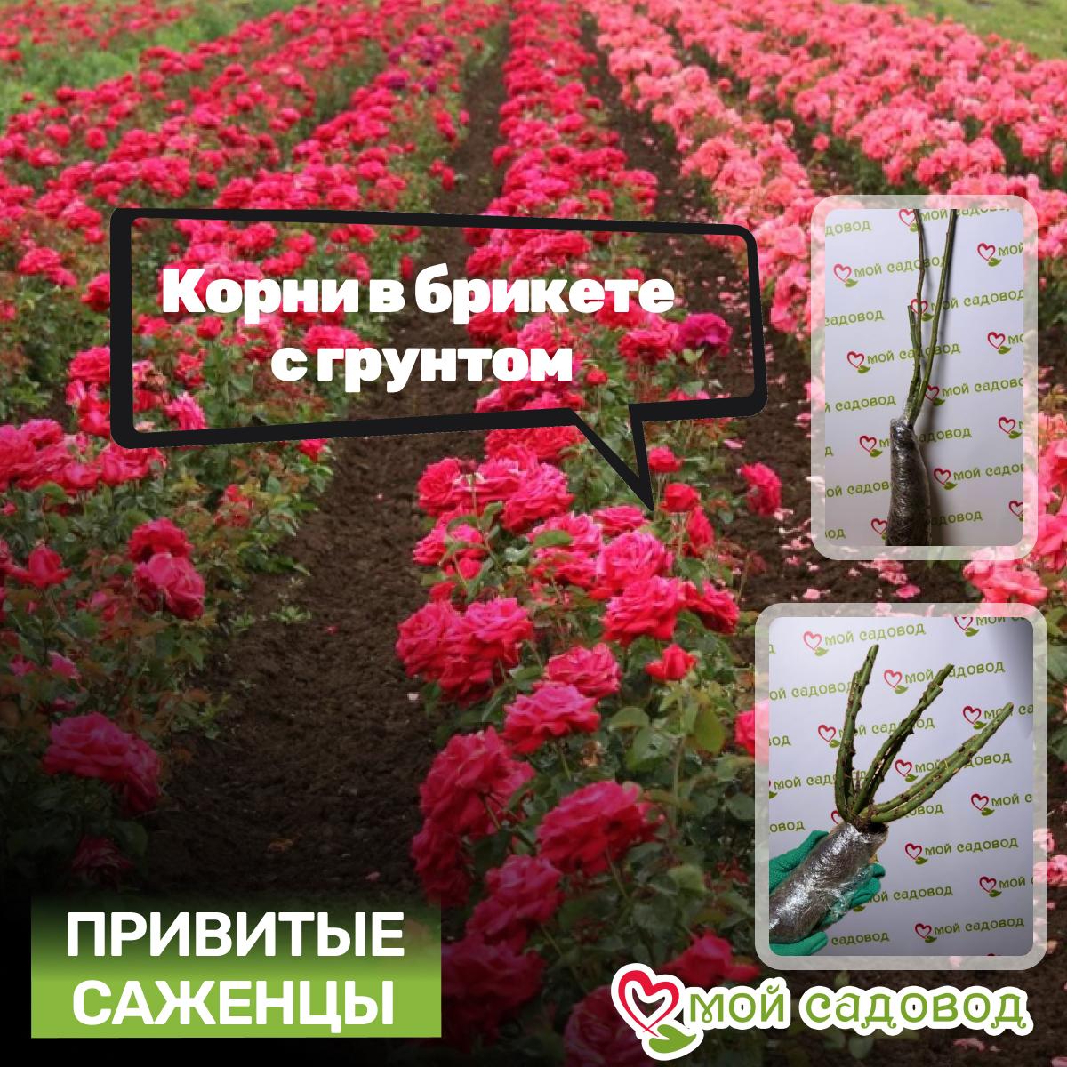 Роза Апопочка