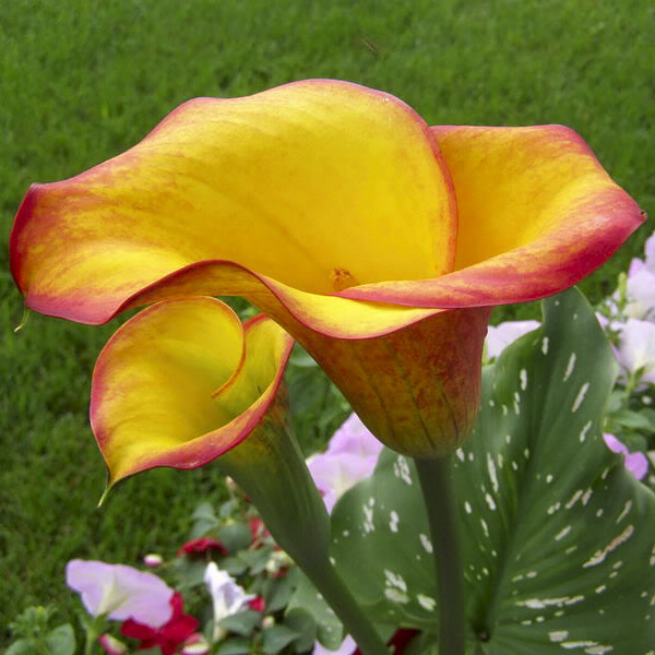 Калла Пич Шиффон