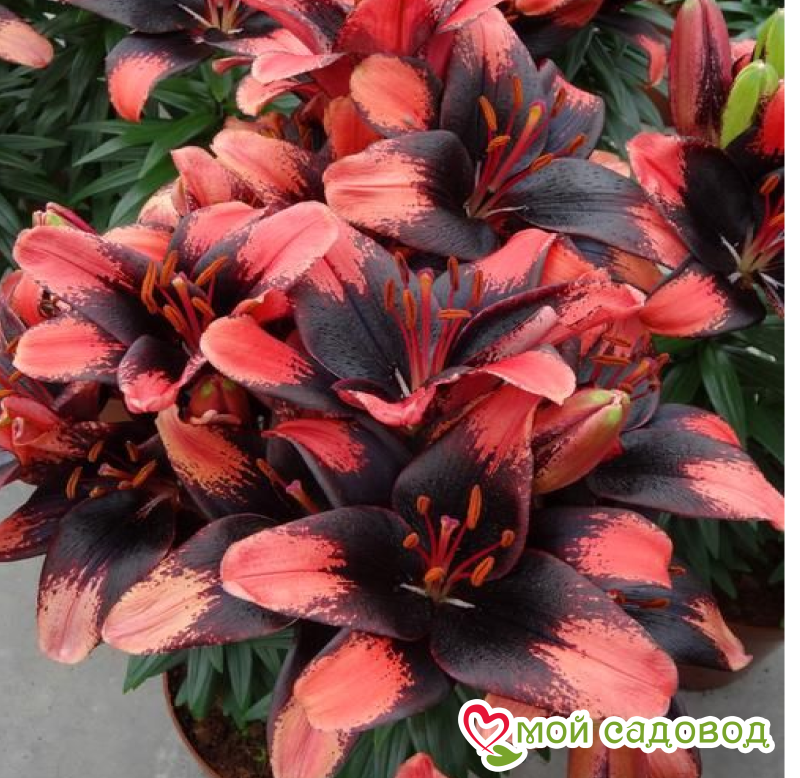 Лилия Сафайер Лоcтер